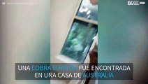 ¡Serpiente oculta en una casa de Australia es atrapada!