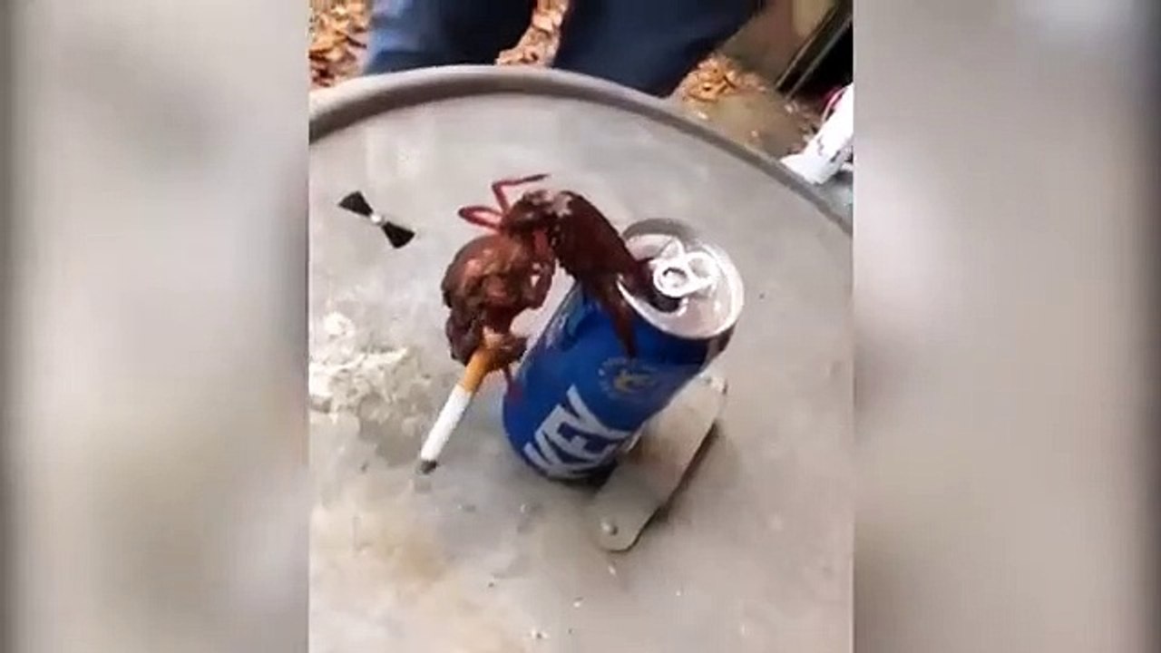 Crawfish hanging on a beer can having a smoke goes viral