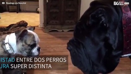 Amistad entrañable entre un bulldog y un mastín napolitano