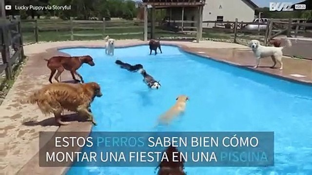 Decenas de perros se lo pasan en grande en la piscina