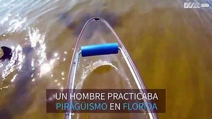 Delfín simpático saluda a un piragüista en Florida