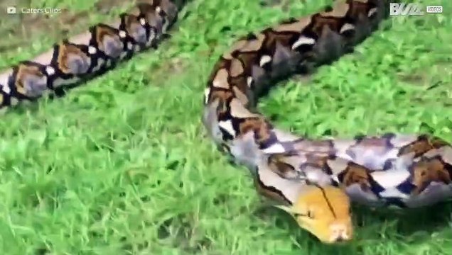 Una aventura en el fantástico mundo de las serpientes