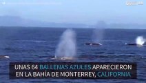 Raro número de ballenas azules avistadas en California