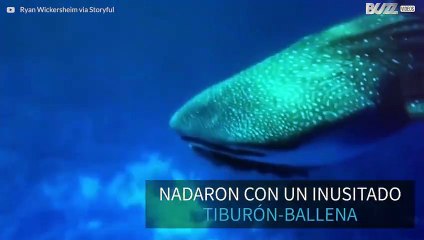 Buceadores nadan con un tiburón-ballena