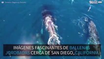 Ballenas jorobadas bailando en aguas de California