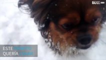 Perro intenta atrapar bolas de nieve desesperadamente