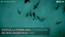 Submarinista se acuesta en el fondo del mar repleto de tiburones