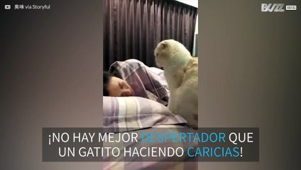 Gato hambriento se transforma en un simpático despertador