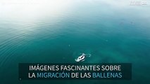 Drone capta la gran migración de las ballenas del Atlántico norte