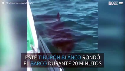 Tiburón de 5 metros persigue a los tripulantes de un barco