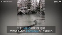 Desfile de patos por el lago congelado