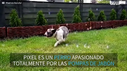 Bonita historia de amor entre un bulldog y las pompas de jabón