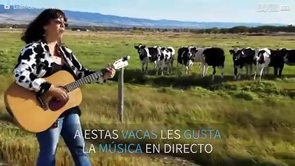 Su voz basta para que la sigan las vacas