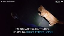 Gato persigue a un transeúnte por las calles de Inglaterra