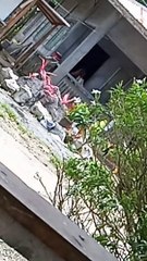 Cʀᴜsʜ ᴋᴏ ᴛᴜᴍɪɴɢɪɴ ᴘᴇʀᴏ sᴀ ɴᴀᴋᴀᴍᴏᴛᴏʀ ᴘᴀʟᴀ