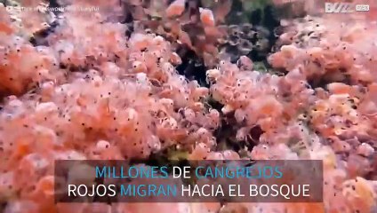 Miles de cangrejos migrando al bosque