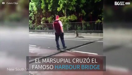 Marsupial corta el tráfico en el Harbour Bridge de Sídney