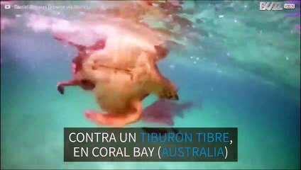 ¡Tortuga pierde batalla contra un tiburón!