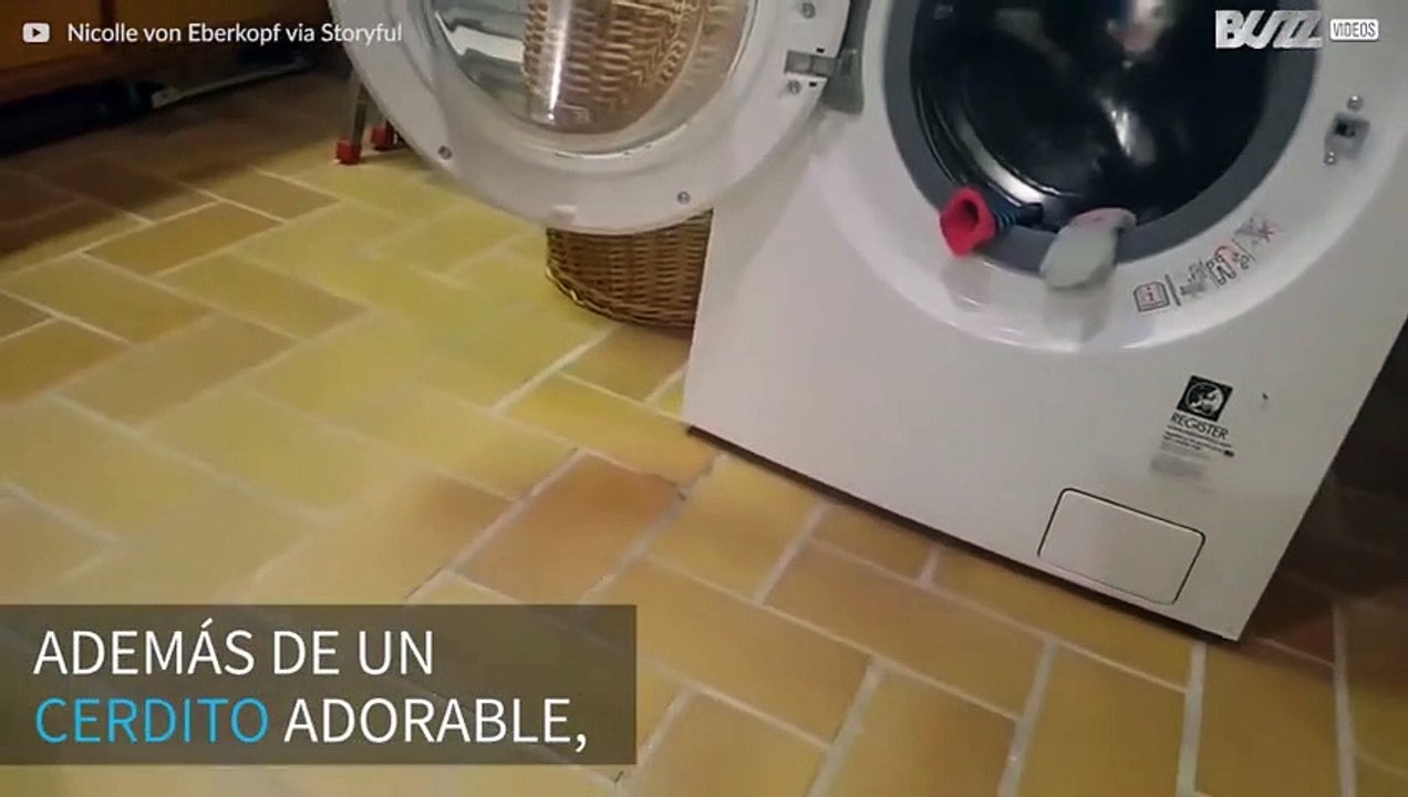 Cerdito hace la colada