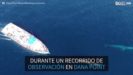 2 ballenas enormes de California visitan a unos turistas