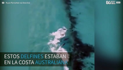 ¡Delfines hacen surf en la costa australiana!
