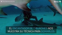 Encantador de tiburones nos muestra su técnica de hipnosis