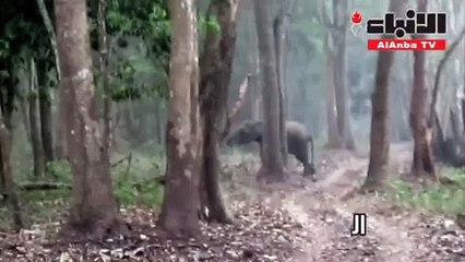 الفيلة «المدخّنة» تثير الحيرة