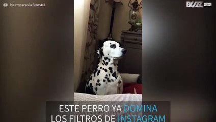 Este perrito adora Instagram ¡y sabe cómo posar!
