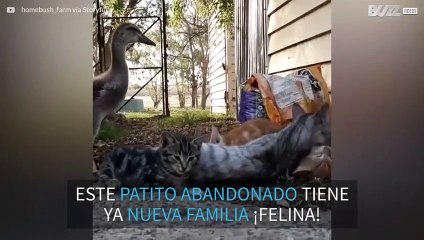 Nueva amistad entre un pato abandonato y unos gatitos