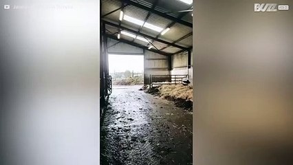 ¡Vacas super felices por volver a casa!