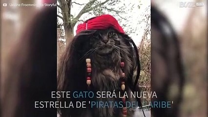 La nueva estrella de la película 'Piratas del Caribe' es... ¡un gato!