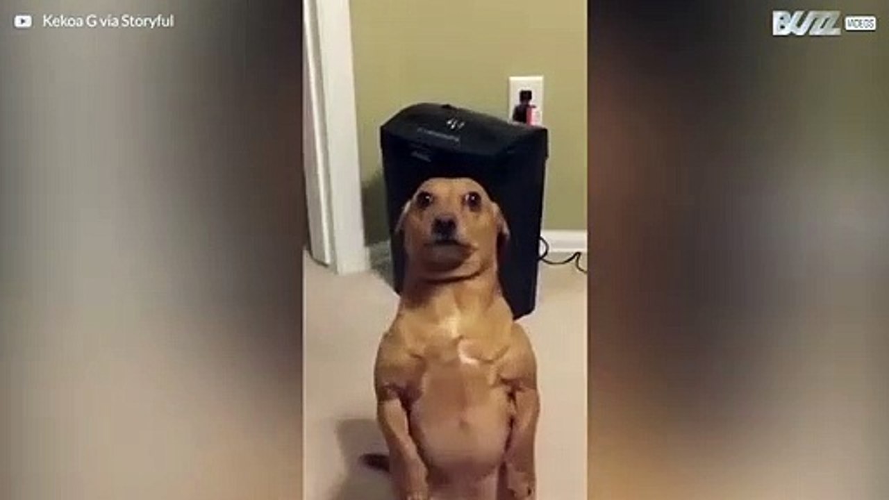 Perro pide comida sentado como un humano