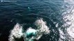 ¡Una ballena gris salta en el mar de California y un dron lo capta!