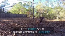 Este perro falla estrepitosamente al atrapar la pelota