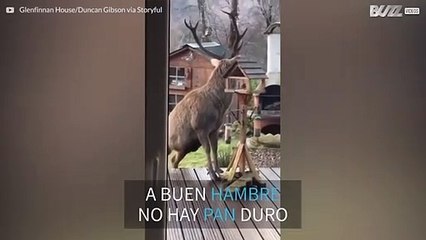 Ciervo goloso le roba la comida a los pajaritos