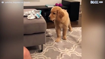 ¡Este golden retriever está obsesionado con unos calcetines!