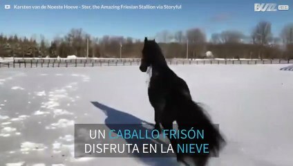 Caballo no se cansa de jugar en la nieve Nueva York
