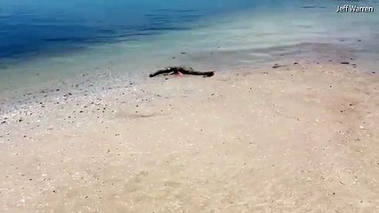 العثور على مخلوق بحري غامض على شاطىء أمريكي