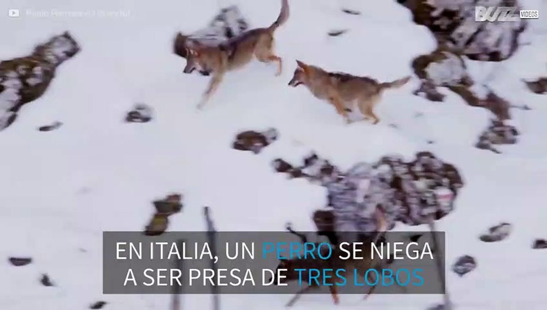 Un perro contra tres lobos, el combate del año - Vídeo Dailymotion