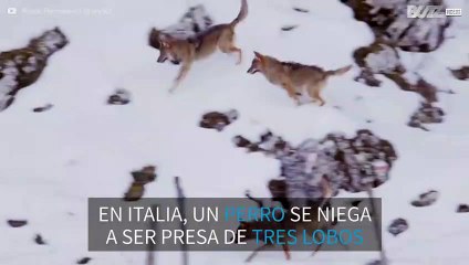 Un perro contra tres lobos, el combate del año