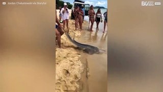¡Hombre atrapa un tiburón con sus manos y luego lo libera!