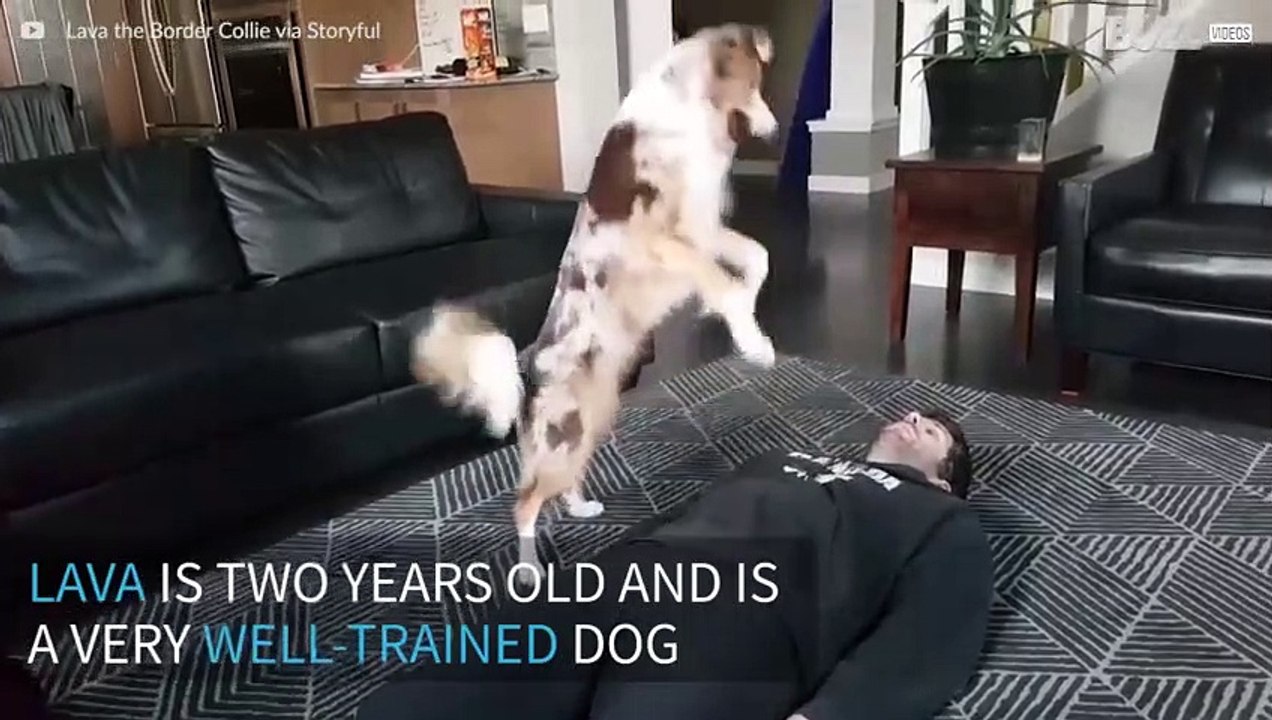 Dog learns how to perform CPR in humans