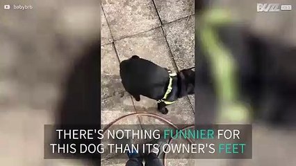 Dog loves to play with owner's feet