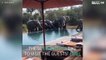 Family of elephants drinks guests' pool water