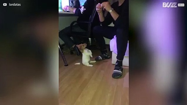 Jack Russell puppy sits like a human being