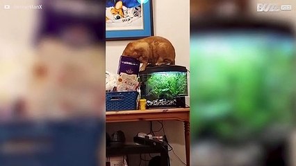 Cat steal treats and shares them with dog