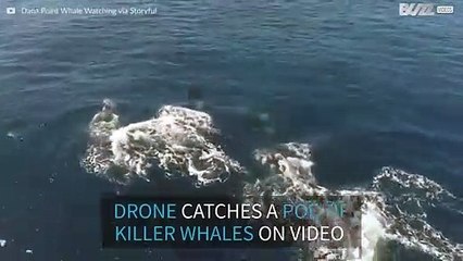 A pod of killer whales is on the move off the coast of California