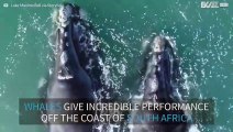 Incredible footage of whales off the coast of South Africa