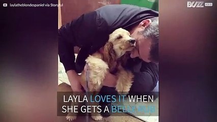 Puppy can't get enough of belly rubs