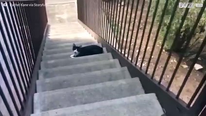 Angry cat smells owner's betrayal